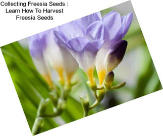 Collecting Freesia Seeds : Learn How To Harvest Freesia Seeds