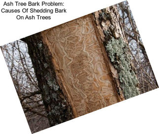 Ash Tree Bark Problem: Causes Of Shedding Bark On Ash Trees
