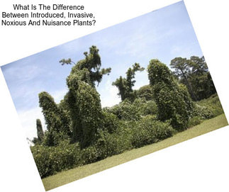 What Is The Difference Between Introduced, Invasive, Noxious And Nuisance Plants?