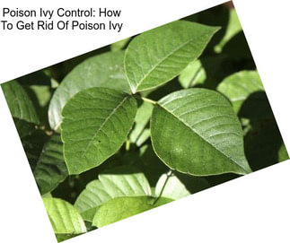 Poison Ivy Control: How To Get Rid Of Poison Ivy