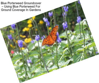 Blue Porterweed Groundcover – Using Blue Porterweed For Ground Coverage In Gardens