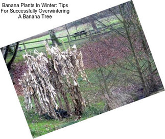 Banana Plants In Winter: Tips For Successfully Overwintering A Banana Tree
