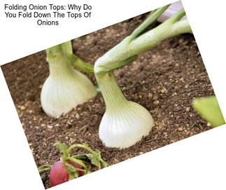 Folding Onion Tops: Why Do You Fold Down The Tops Of Onions