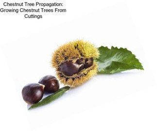 Chestnut Tree Propagation: Growing Chestnut Trees From Cuttings