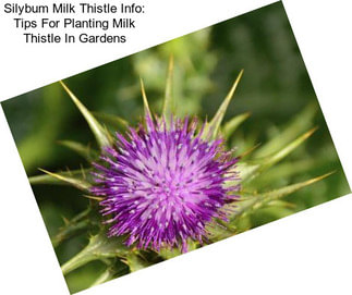 Silybum Milk Thistle Info: Tips For Planting Milk Thistle In Gardens