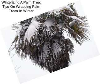 Winterizing A Palm Tree: Tips On Wrapping Palm Trees In Winter