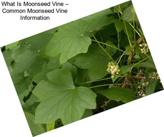 What Is Moonseed Vine – Common Moonseed Vine Information