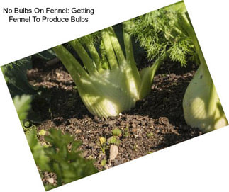 No Bulbs On Fennel: Getting Fennel To Produce Bulbs