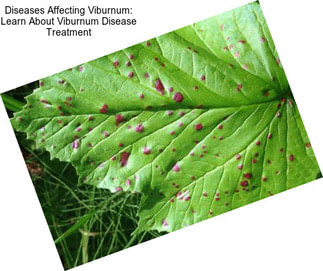 Diseases Affecting Viburnum: Learn About Viburnum Disease Treatment