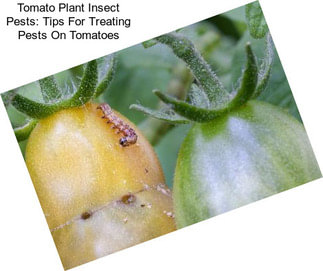 Tomato Plant Insect Pests: Tips For Treating Pests On Tomatoes