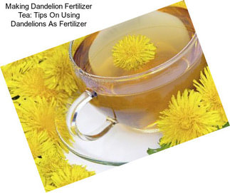 Making Dandelion Fertilizer Tea: Tips On Using Dandelions As Fertilizer