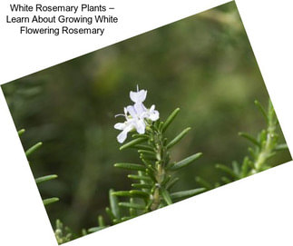 White Rosemary Plants – Learn About Growing White Flowering Rosemary