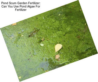 Pond Scum Garden Fertilizer: Can You Use Pond Algae For Fertilizer