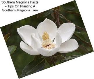 Southern Magnolia Facts – Tips On Planting A Southern Magnolia Tree