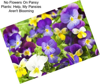 No Flowers On Pansy Plants: Help, My Pansies Aren\'t Blooming