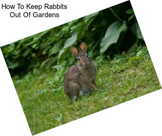 How To Keep Rabbits Out Of Gardens