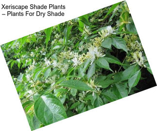 Xeriscape Shade Plants – Plants For Dry Shade