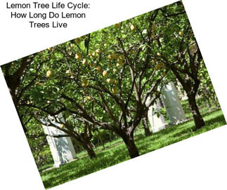 Lemon Tree Life Cycle: How Long Do Lemon Trees Live