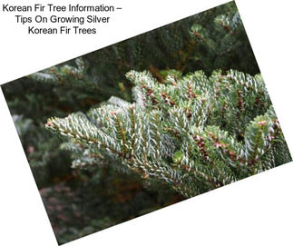 Korean Fir Tree Information – Tips On Growing Silver Korean Fir Trees