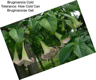 Brugmansia Cold Tolerance: How Cold Can Brugmansias Get