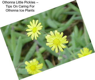 Othonna Little Pickles – Tips On Caring For Othonna Ice Plants