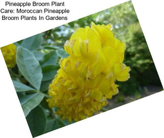 Pineapple Broom Plant Care: Moroccan Pineapple Broom Plants In Gardens