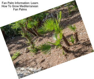 Fan Palm Information: Learn How To Grow Mediterranean Fan Palms