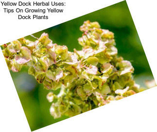 Yellow Dock Herbal Uses: Tips On Growing Yellow Dock Plants