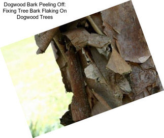 Dogwood Bark Peeling Off: Fixing Tree Bark Flaking On Dogwood Trees