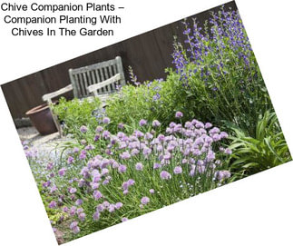 Chive Companion Plants – Companion Planting With Chives In The Garden