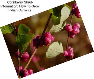 Coralberry Shrub Information: How To Grow Indian Currants