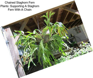 Chained Staghorn Fern Plants: Supporting A Staghorn Fern With A Chain