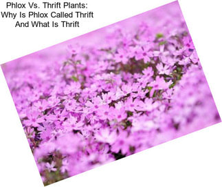 Phlox Vs. Thrift Plants: Why Is Phlox Called Thrift And What Is Thrift