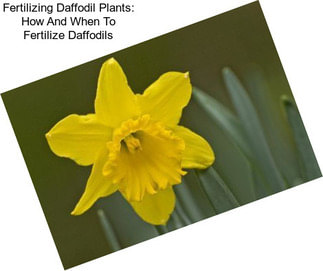 Fertilizing Daffodil Plants: How And When To Fertilize Daffodils