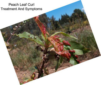 Peach Leaf Curl Treatment And Symptoms