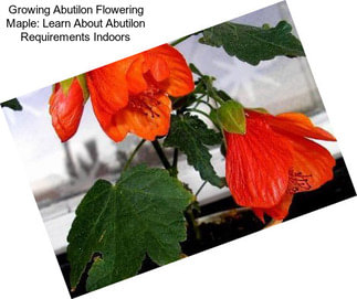 Growing Abutilon Flowering Maple: Learn About Abutilon Requirements Indoors