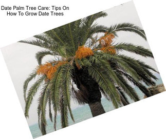 Date Palm Tree Care: Tips On How To Grow Date Trees