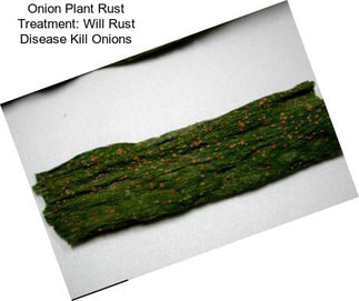 Onion Plant Rust Treatment: Will Rust Disease Kill Onions