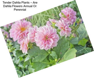 Tender Dahlia Plants – Are Dahlia Flowers Annual Or Perennial