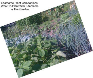 Edamame Plant Companions: What To Plant With Edamame In The Garden