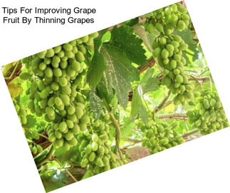 Tips For Improving Grape Fruit By Thinning Grapes