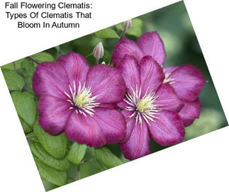 Fall Flowering Clematis: Types Of Clematis That Bloom In Autumn