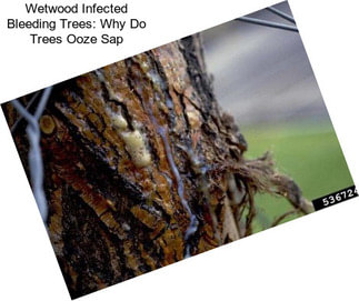 Wetwood Infected Bleeding Trees: Why Do Trees Ooze Sap