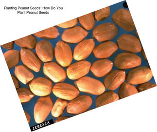 Planting Peanut Seeds: How Do You Plant Peanut Seeds