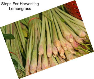 Steps For Harvesting Lemongrass