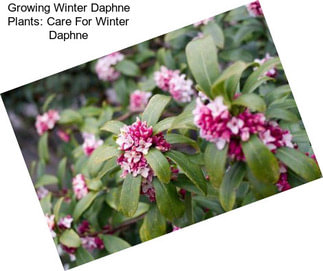 Growing Winter Daphne Plants: Care For Winter Daphne