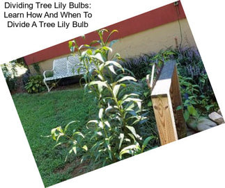 Dividing Tree Lily Bulbs: Learn How And When To Divide A Tree Lily Bulb
