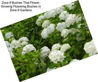 Zone 9 Bushes That Flower: Growing Flowering Bushes In Zone 9 Gardens