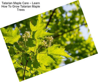 Tatarian Maple Care – Learn How To Grow Tatarian Maple Trees