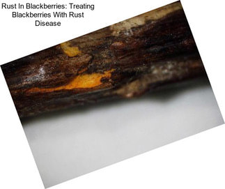 Rust In Blackberries: Treating Blackberries With Rust Disease